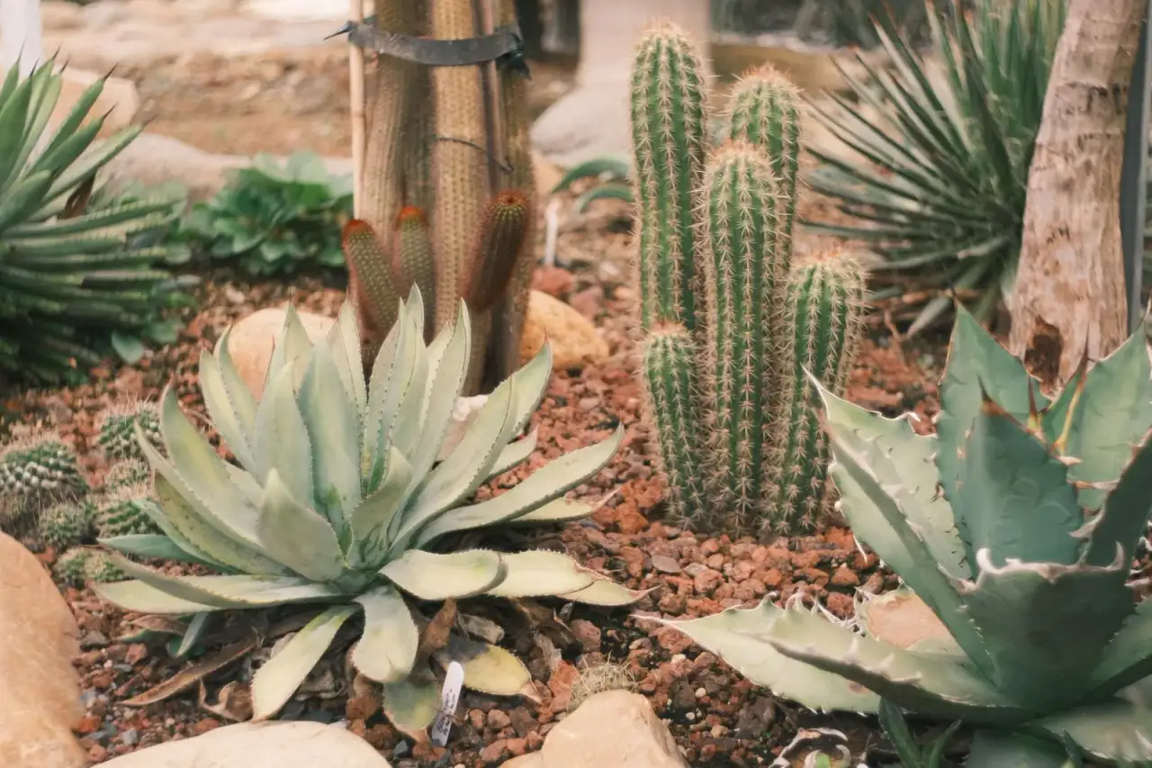 Landscaping in Glendale, AZ